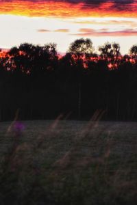 Silhouette of trees at sunset