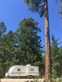 Low angle view of trees and building against sky