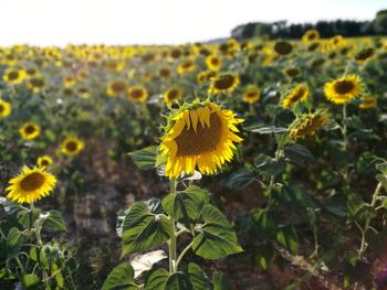 Close-up of yellow flowering plant on field
