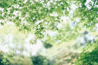 Low angle view of flowering plant against trees