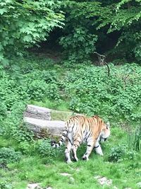 Tiger in a forest