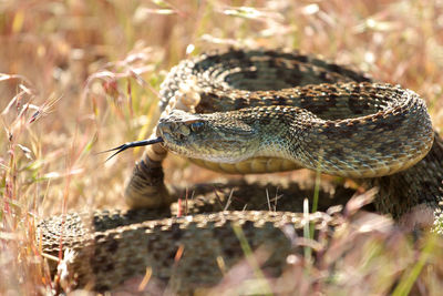 Close-up of a turtle on field