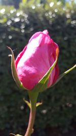 Close-up of pink flower blooming outdoors