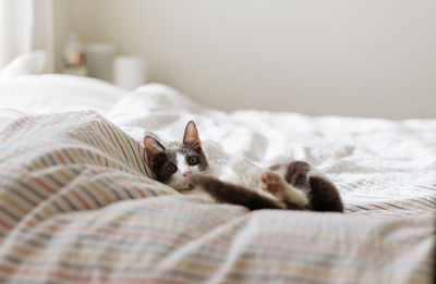 Portrait of cat relaxing on bed