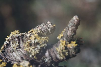 Close-up of moss on rock