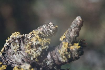 Close-up of moss on branch