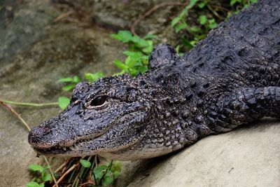 Close-up of alligator