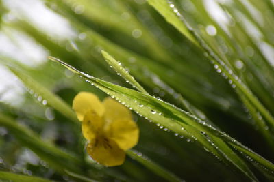 Close-up of wet plant leaves during rainy season