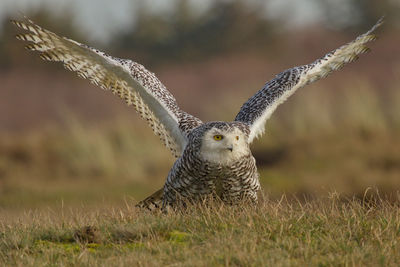 Owl perching with spread wings on grassy field