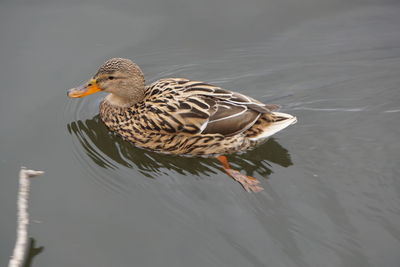 High angle view of mallard duck swimming in lake