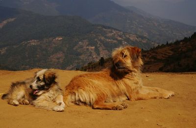 Dogs sitting on sand against mountains