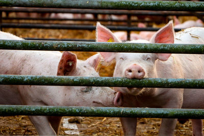 Close-up of pigs in cage