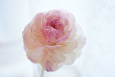 Close-up of pink rose