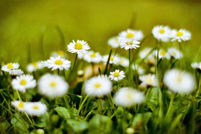 Close-up of white flowers