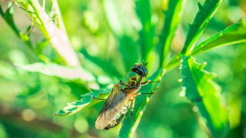 Close-up of insect on leaf