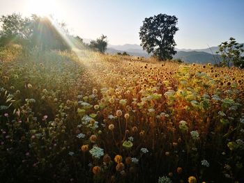 Scenic view of flowering plants on field against bright sun