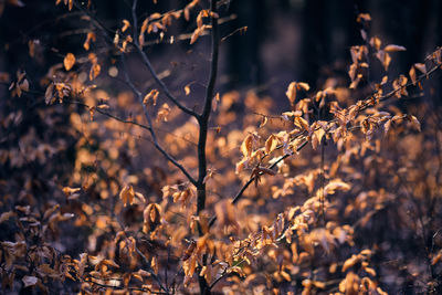 Close-up of wilted plant on field