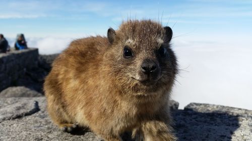 Close-up portrait of a cat lying on rock