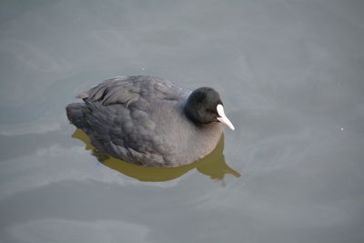 High angle view of coot swimming in lake