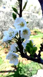 Close-up of blooming tree