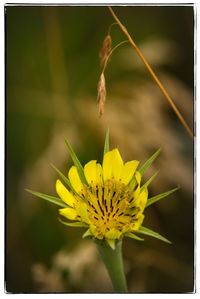 Close-up of yellow flower