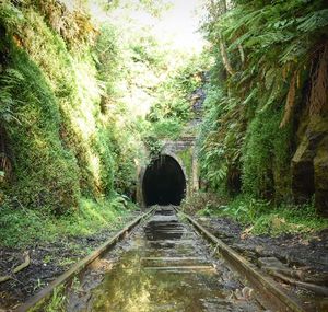 Road passing through forest