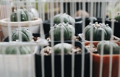 A close up shot of a cactus in a pot arranged in a row in a white cage