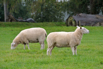 Sheep in a grassy field