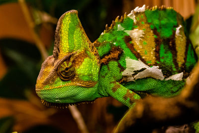 Close-up of lizard on a plant