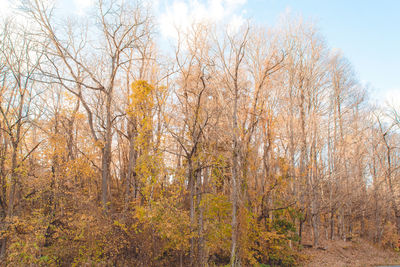 Close-up of trees against sky