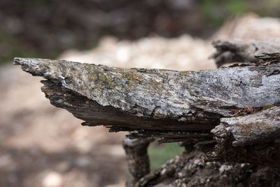 Close-up of lizard on tree trunk