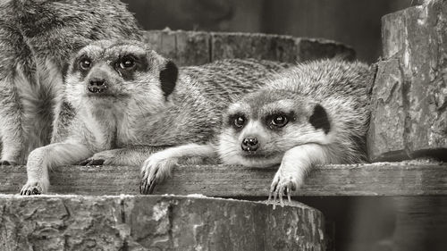 Portrait of meerkats