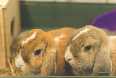 Close-up portrait of cute rabbits in cage