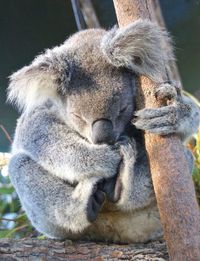 Close-up of koala