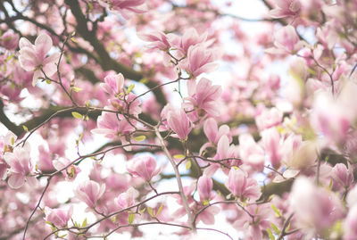 Close-up of white cherry blossom