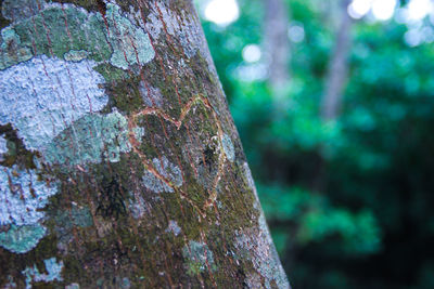 Close-up of lichen on tree trunk