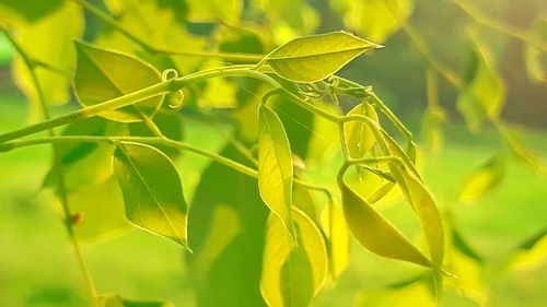 Close-up of yellow leaves