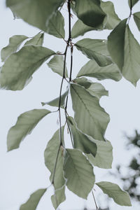 Low angle view of leaves against sky