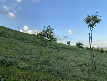 Trees on field against sky