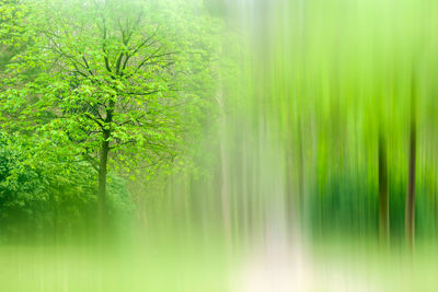 Trees in forest