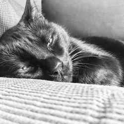 Close-up of cat sleeping on bed