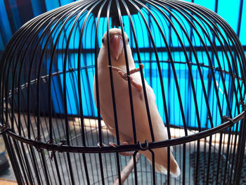 Close-up of bird in cage