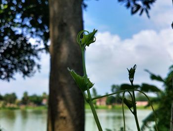 Close-up of lizard on leaves