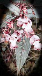 Close-up of pink flowers