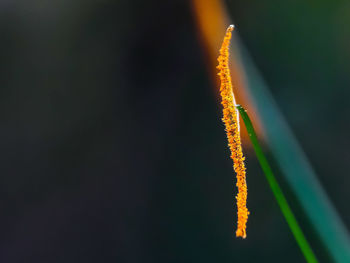 Close-up of yellow flowering plant