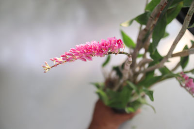 Close-up of pink flowering plant