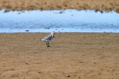 Sandpiper bird on a beach