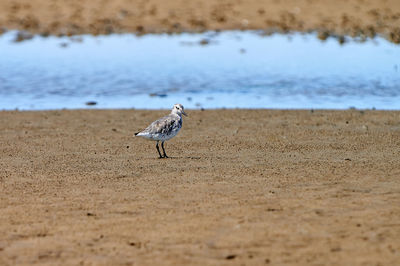 Sandpiper bird on a beach