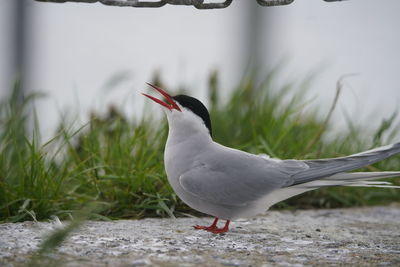 Close-up of seagull perching on grass