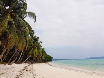 Palm trees on beach against sky